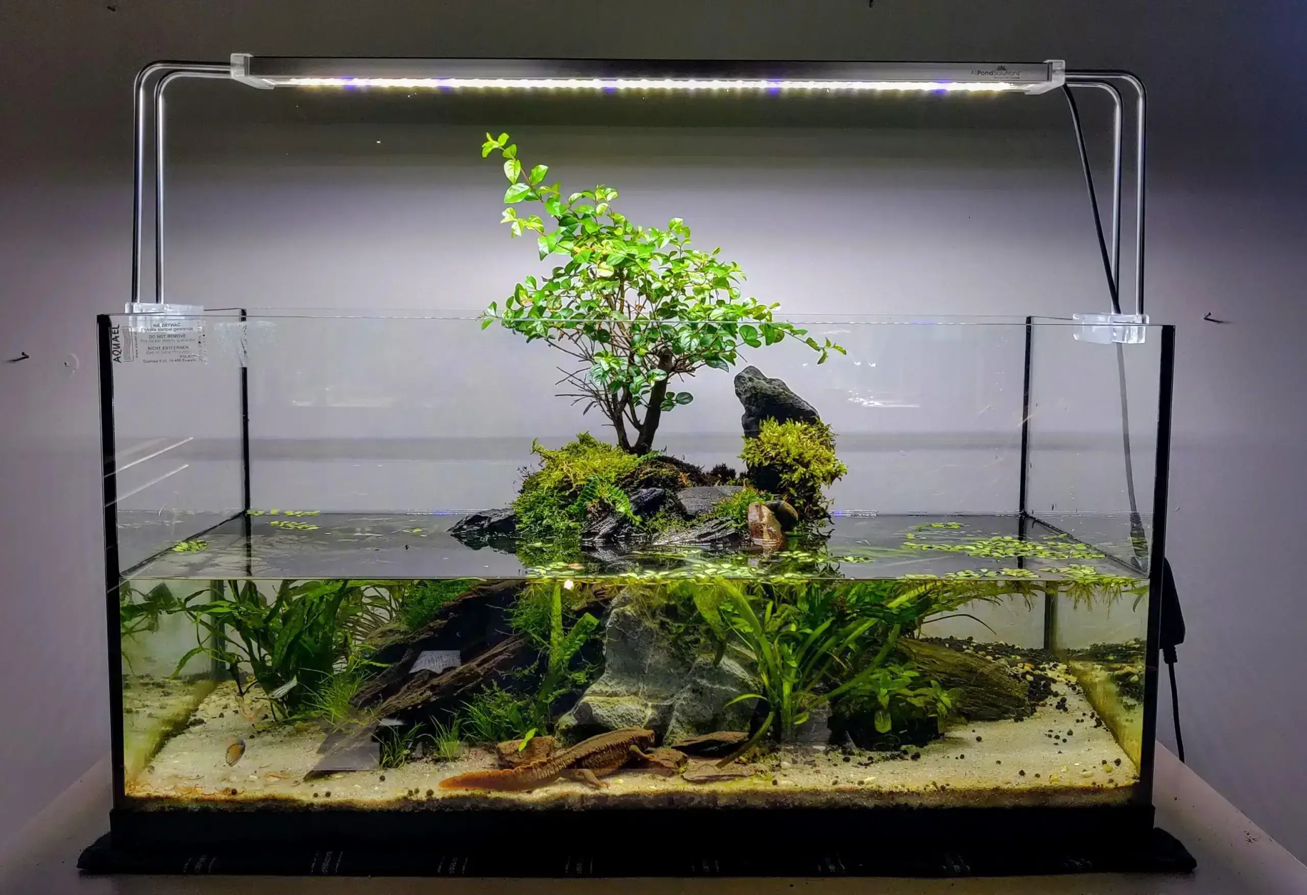Planted Tank