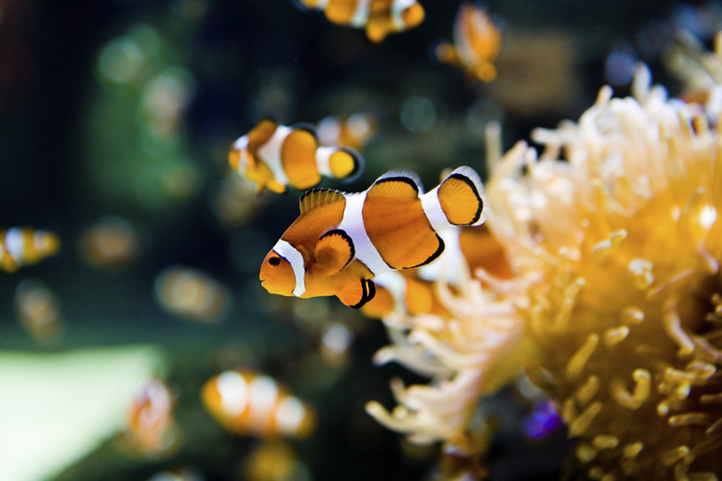 Marine Aquariums