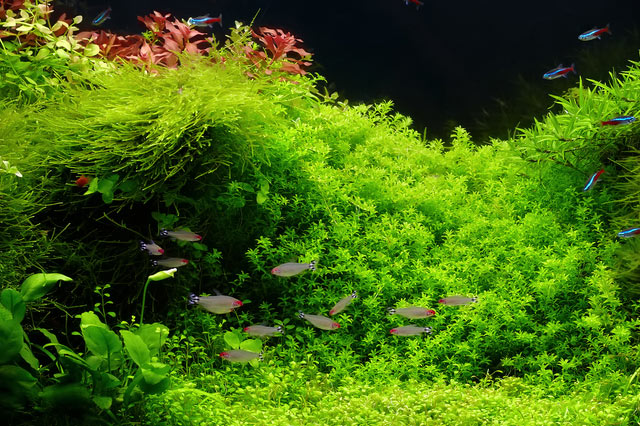 -plants..4